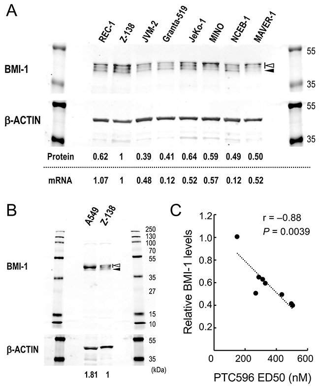 Basal levels of BMI-1 determine the sensitivity of mantle cell lymphoma (MCL) cells to the BMI-1 inhibitor PTC596.