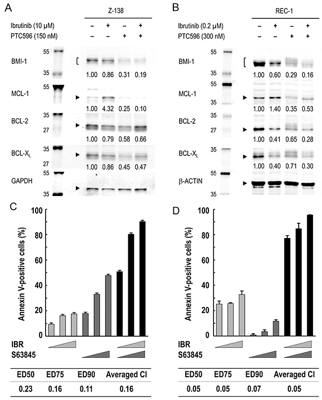 MCL-1 reduction by PTC596 counteracts ibrutinib-induced increase in MCL-1 expression and MCL-1 blockade augments ibrutinib-induced apoptosis.