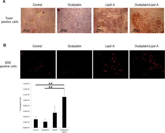 Lipid A induced apoptosis in tumor cells in vivo, increased by oxaliplatin.