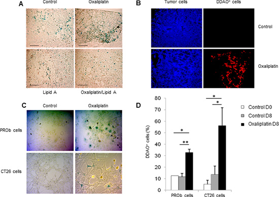 Oxaliplatin induced senescence of tumor cells in vivo and in vitro.
