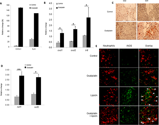 Oxaliplatin induced chemokine production which associated with lipid A, induced the iNOS-expressing-neutrophil recruitment.