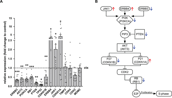 Relative expression of miR-519d and miR-4758 target genes in ganglioglioma.