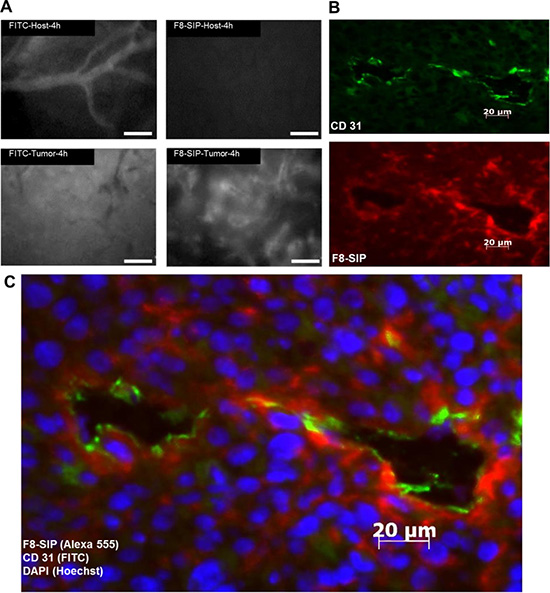 Bio-distribution of F8-SIP-Alexa555 in SF126 skin chamber tumors.