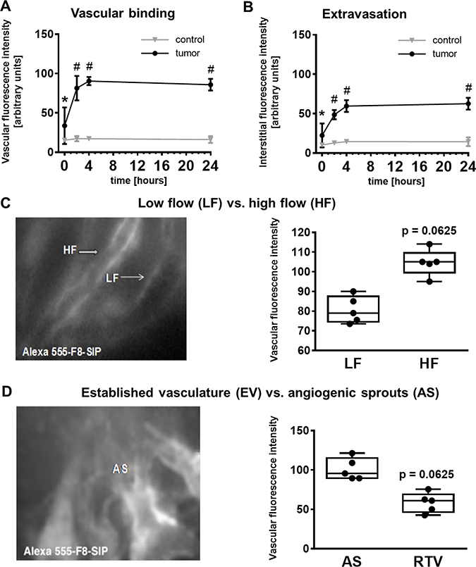 F8-SIP antibody binds to high flow tumor vasculature and angiogenic sprouts.