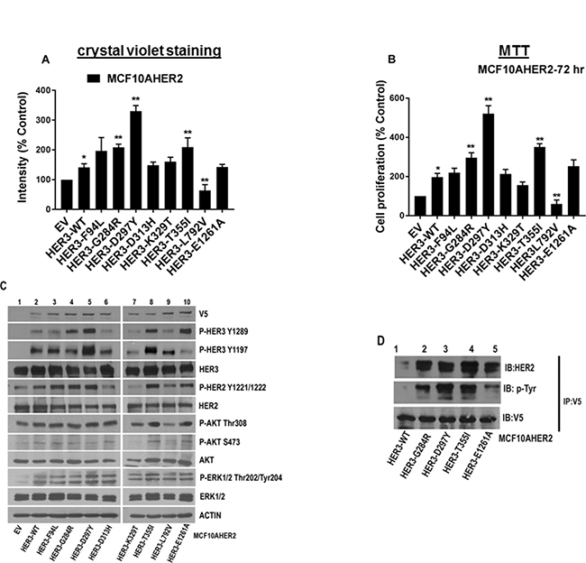 Oncogenic potential of MCF10AHER2 cells expressing HER3 mutations.