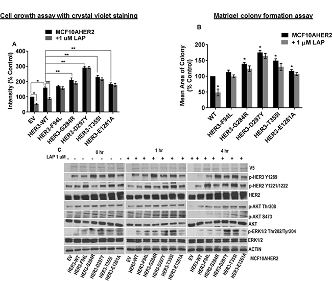 MCF10AHER2 cells expressing HER3 mutations exhibit resistance to lapatinib.