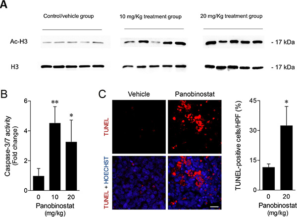 Panobinostat promotes strong in vivo anticancer activity.