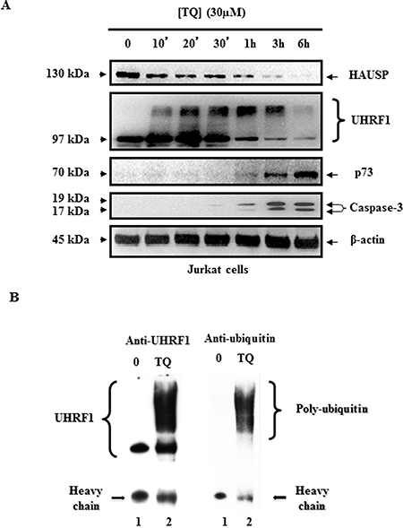 Time course effect of TQ on HAUSP, UHRF1, ubiquitinated UHRF1, p73 and cleaved caspase- 3.