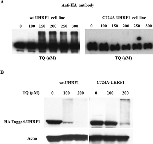 Effect of TQ on UHRF1 expression in HA-tagged UHRF1 wild-type and HA-tagged RING-mutated UHRF1 cell lines.