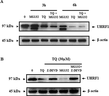 Effect of TQ on UHRF1 expression in the presence of the proteasome inhibitor MG132 and the caspase-3 inhibitor Z-DEVD.