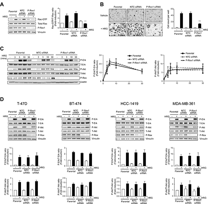 P-Rex1 silencing abrogates Rac activation and migration by heregulin, but does not affect Erk or Akt activation in breast cancer cells.