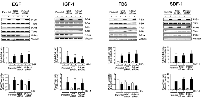 P-Rex1 is not involved in Erk and Akt activation by multiple growth factors and SDF-1.