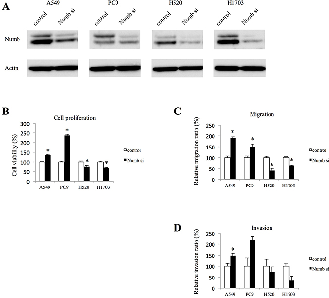 Effect of Numb knockdown on cell proliferation, migration, and invasion in lung adenocarcinoma and squamous cell carcinoma cell lines.
