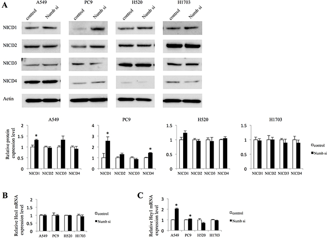 Effect of Numb knockdown on Notch signaling in lung adenocarcinoma and squamous cell carcinoma cell lines.