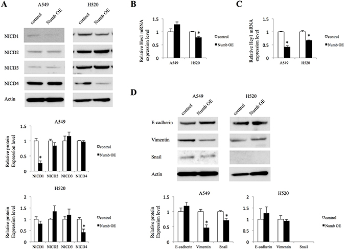Effect of Numb overexpression on Notch signaling and EMT in A549 and H520 cells.
