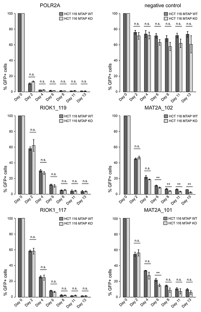 CRISPR based depletion assays reveal no differential requirement between MAT2A and RIOK1 in MTAP isogenic cell lines.