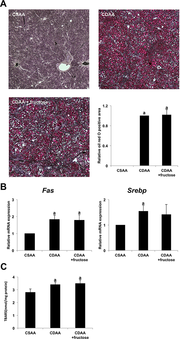 The effect of fructose administration on hepatic steatosis in the CDAA-induced steatohepatitis.