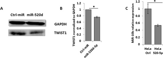 The miR-520d-5p downregulation of TWIST1 leads to decreased miR-10b expression.