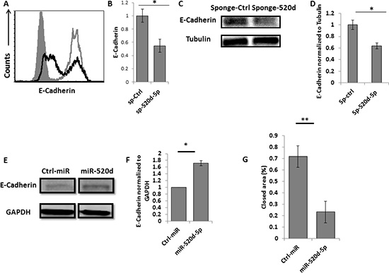 miR-520d-5p affects the levels of E-Cadherin.