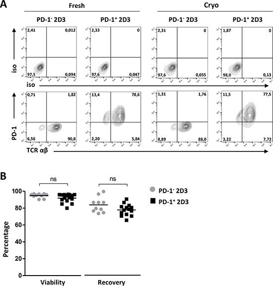 Efficiency of PD-1 transduction, TCR mRNA electroporation and cryopreservation of 2D3 cells.