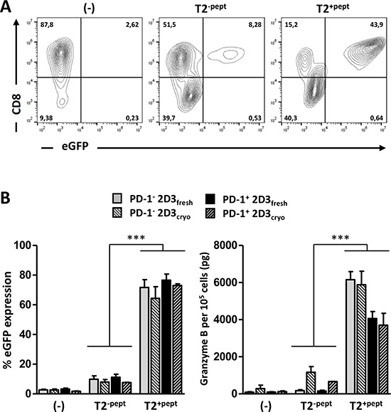 Validation of antigen-specific TCR function of transfected 2D3 and PD-1+ 2D3 cells.