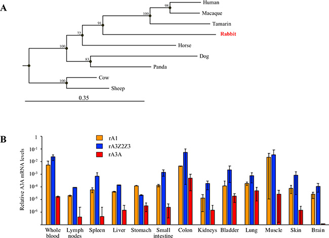 Rabbit A3A protein and gene expression.