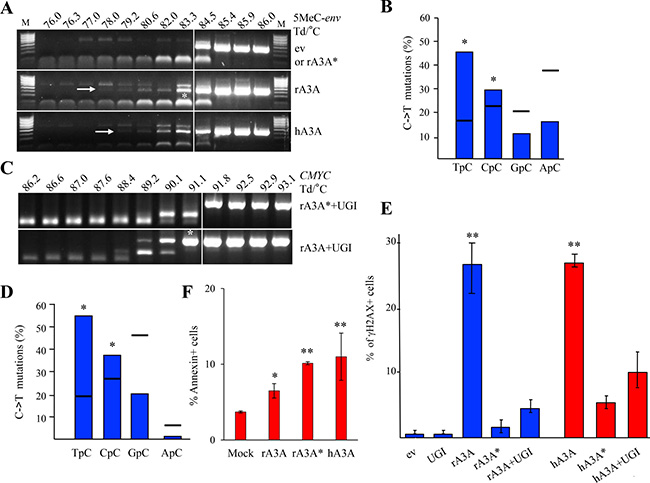Rabbit A3A edits methylated DNA and generates DBSs driving cells to apoptosis.