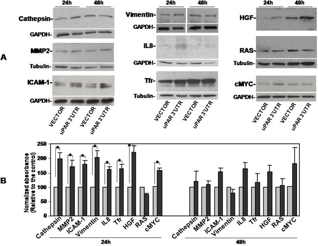 Validation of uPAR 3&#x2019;UTR-induced up-regulation of pro-tumoral proteins expression.