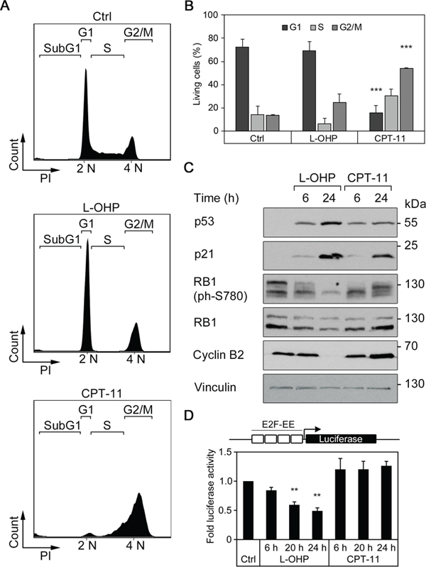 L-OHP and CPT-11 affect cell cycle behavior in human colorectal cancer cells HCT116.