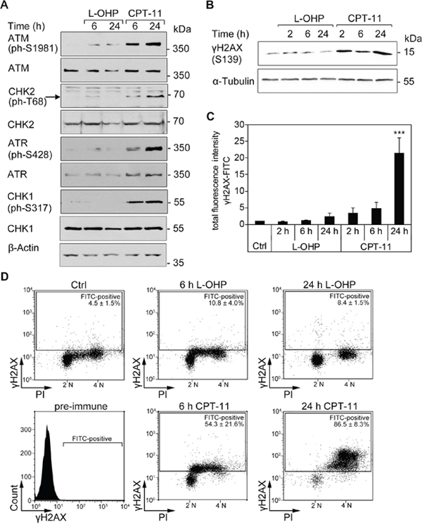 DNA strand breaks are induced by CPT-11, but not after L-OHP in HCT116 cells.