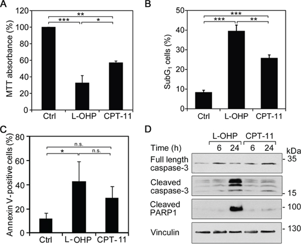L-OHP and CPT-11 produce different cytotoxic effects.