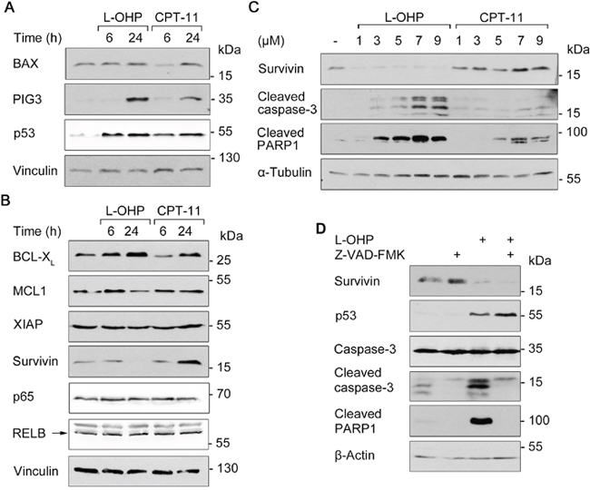 Apoptosis and survival signaling after L-OHP and CPT-11.