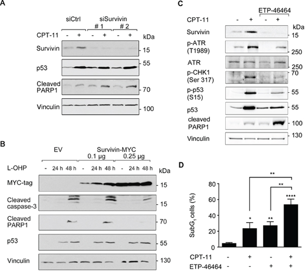 Survivin affects cellular susceptibility to chemotherapeutic drugs.