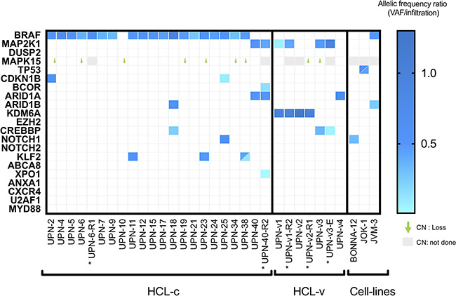 Heat-map representation of mutations and CNV distribution in HCL-c and HCL-v.