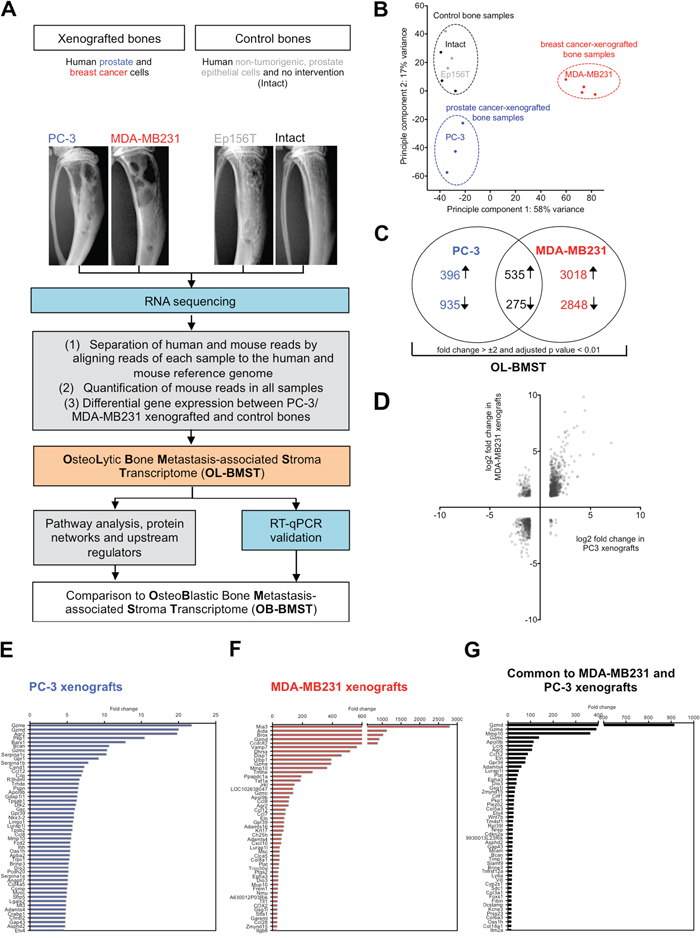 Bones xenografted with osteolytic prostate and breast cancer cells alter the gene expression profile of the bone/bone marrow stroma.