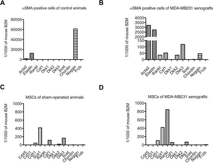 Osteolytic cytokine and Wnt/BMP antagonist expression in &#x03B1;SMA positive cells and mesenchymal stem cells (MSCs) isolated from control bones and MDA-MB231 xenografts.