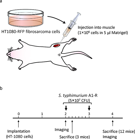 Efficacy determination of S. typhimurium A1-R on an orthotopic mouse model of HT-1080 soft tissue fibrosarcoma.