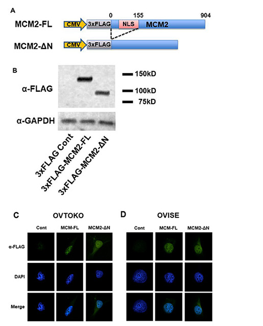 Transfection of 3&#x00D7;FLAG-MCM2-&#x0394;N that lacks the NLS domain of minichromosome maintenance 2 (MCM2) resulted in the cytoplasmic expression of MCM2 in OVTOKO and OVISE cells.