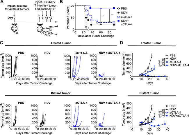 CTLA-4 blockade potentiates the regression of NDV-treated and distant tumors.