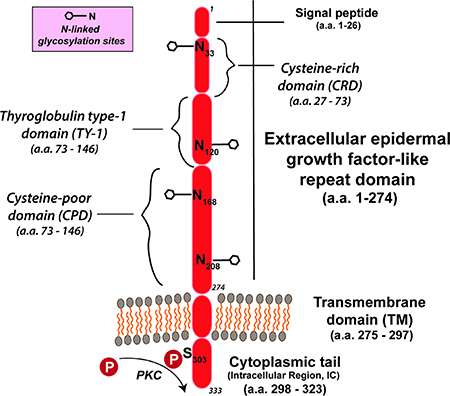 TROP-2 structure [as per Vidmar et al. [36]].