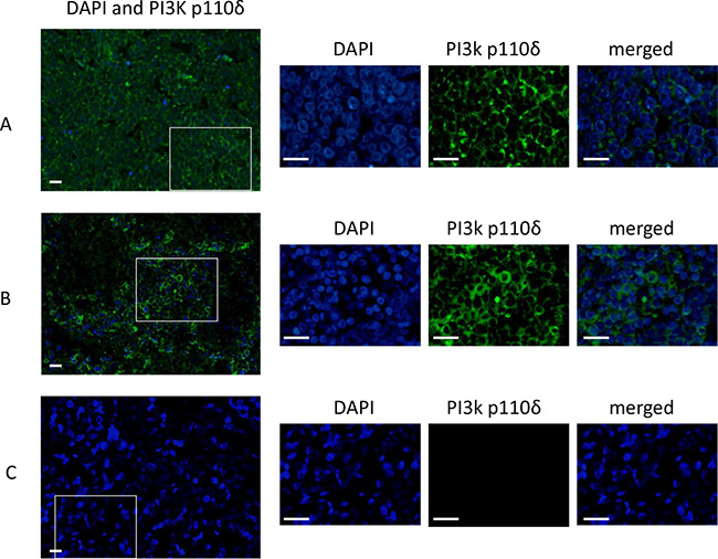 Immunofluorescence staining of PI3K p110&#x03B4; in MCCs.