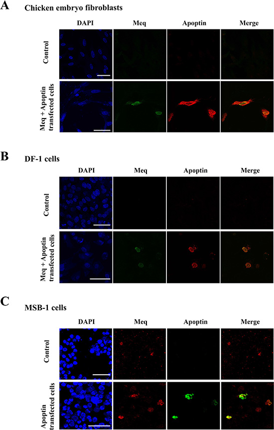 Localisation of Meq and Apoptin.