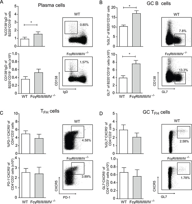 Germinal center reactions upon CMV infection are not abrogated in mice lacking all Fc&#x03B3;Rs.