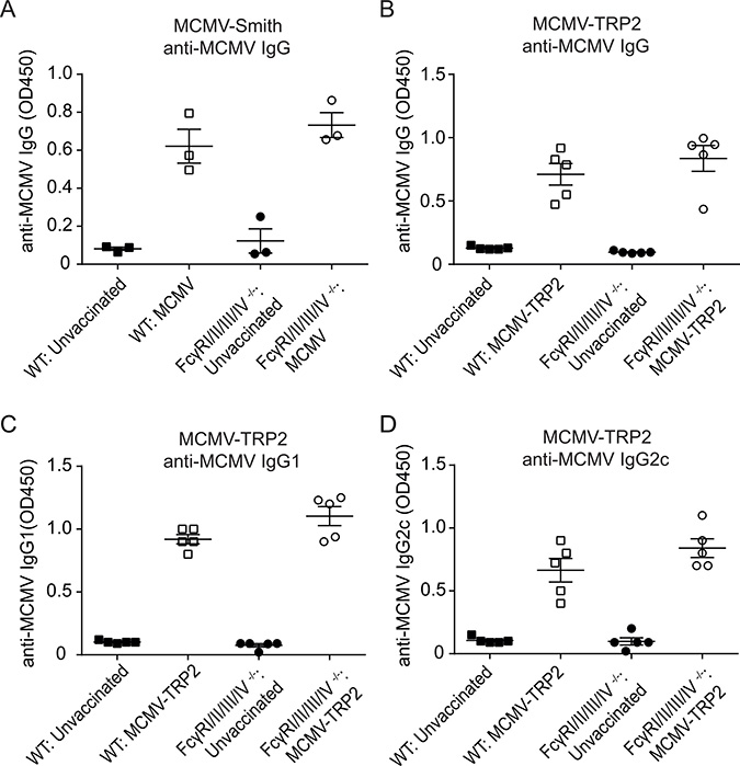 Fc&#x03B3;R deficiency does not alter the anti-MCMV antibody response after MCMV-TRP2 vaccination.