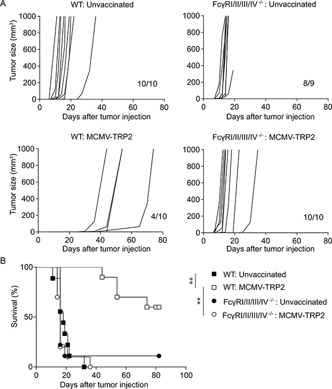 Protection against B16 tumor outgrowth by MCMV-TRP2 vaccination is Fc&#x03B3;R dependent.