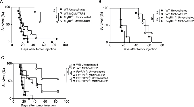 Protection against B16 tumor outgrowth by MCMV-TRP2 vaccination is mainly Fc&#x03B3;RI dependent.