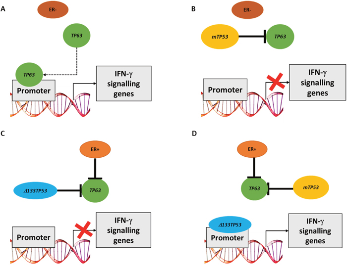 Model of how either TP63 or &#x0394;133TP53 may regulate expression of IFN-&#x03B3; signalling genes in different breast cancer subsets.