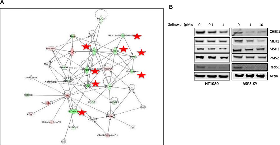 Selinexor reduces the expression of DDR proteins.