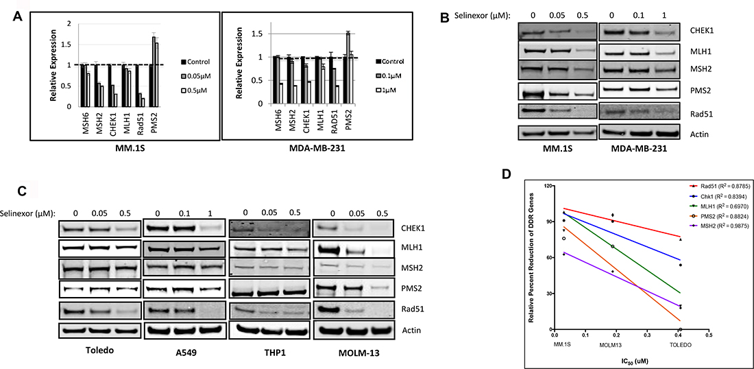 Selinexor suppresses expression of DNA damage gene products at the transcriptional and post-transcriptional levels in both solid and hematological cancer cells.