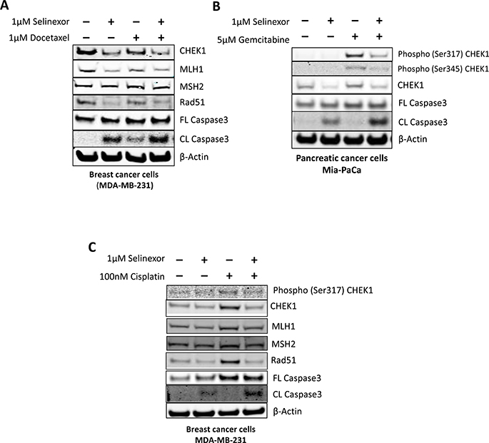 Selinexor exhibits synergistic cytotoxic effects in combination with chemotherapeutic agents.